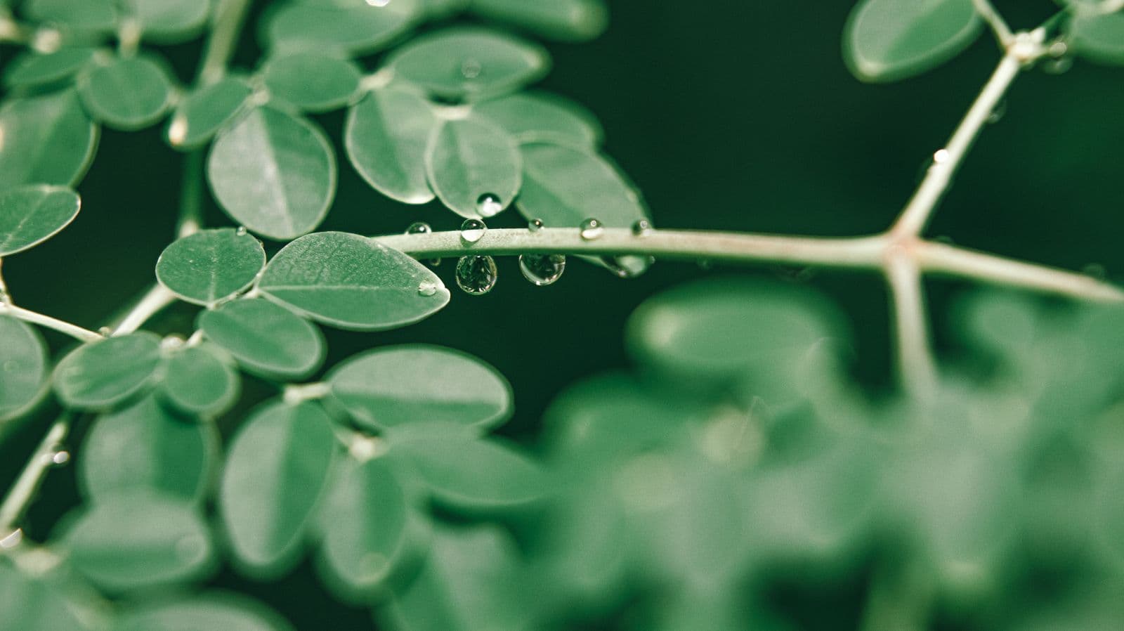 Moringa B2B – Jutaverde