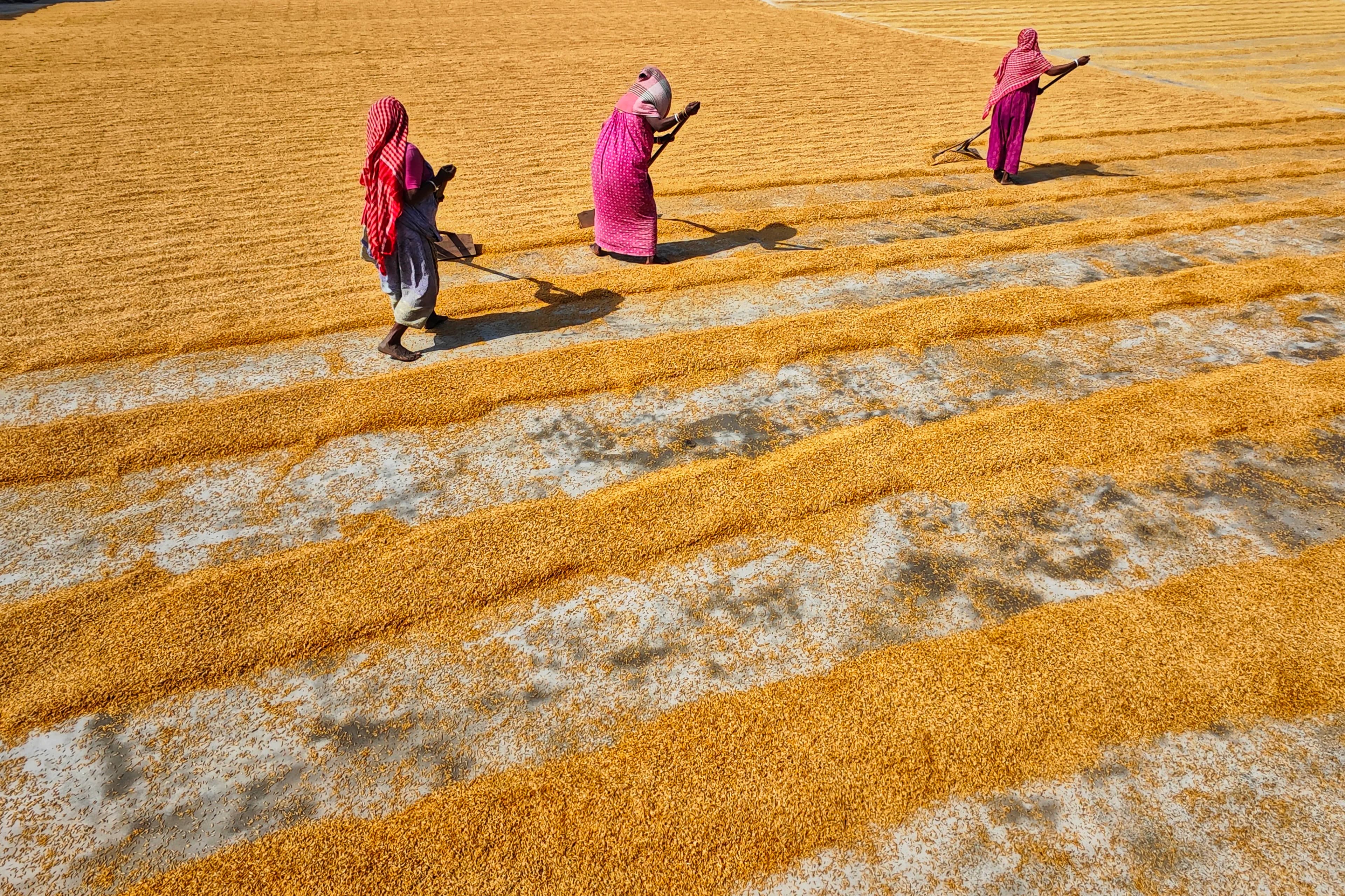 Agricoltura del Bangladesh: Tradizione Biologica che Conquista l'Italia – Jutaverde